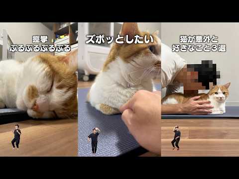 猫飼ってる人にしかワカラナイ６連発 サムネイル