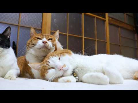 ぽんうでまくらのちろ　260322 サムネイル