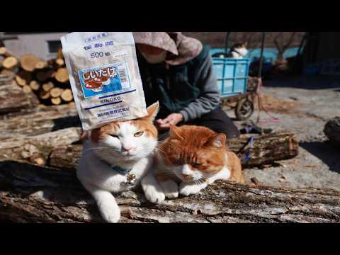 ちろぽんさばじろうもふもふとしいたけ植菌　260416 サムネイル