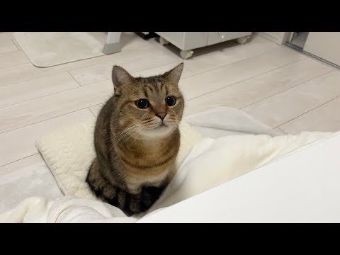 晩ご飯の焼き魚の匂いに釣られて机の前で待機する猫 サムネイル