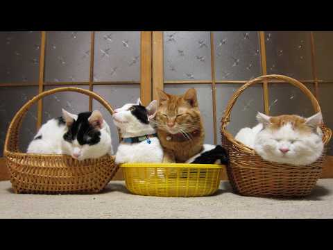 かご猫LIVE配信　2026年5月2日