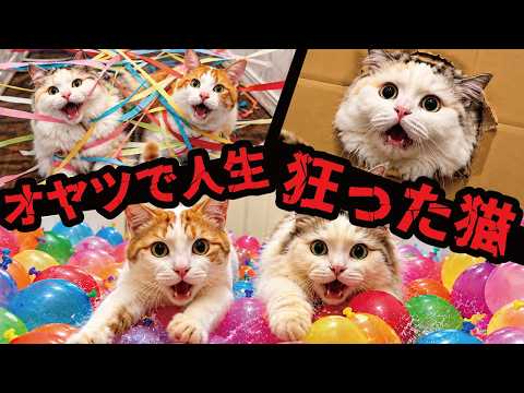 オヤツが好きすぎて人生狂った猫がこちら【総集編】