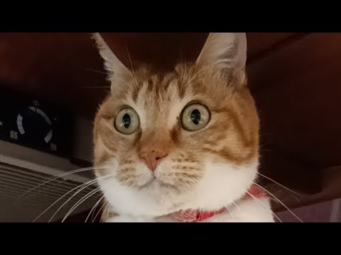 のらこ がライブ配信中！2026年4月21日 サムネイル