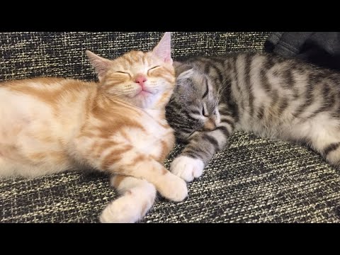 もっちゃんが虹の橋のふもとへ旅立っていきました サムネイル