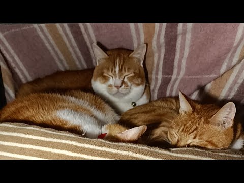 話題のこたつぼーちゃんがライブ配信中！最新の猫の癒しを楽しもう サムネイル