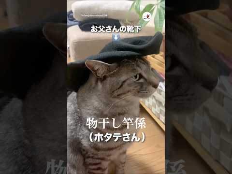 物干し竿係になる猫さん｜PECO サムネイル