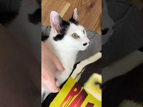 猫が爆音すぎて寝れなかった サムネイル
