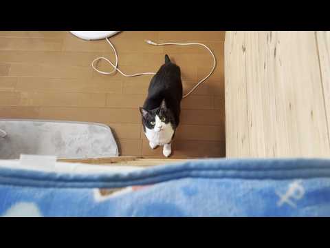 みんながくつろいでるところにお父さんを招待してあげる猫 サムネイル