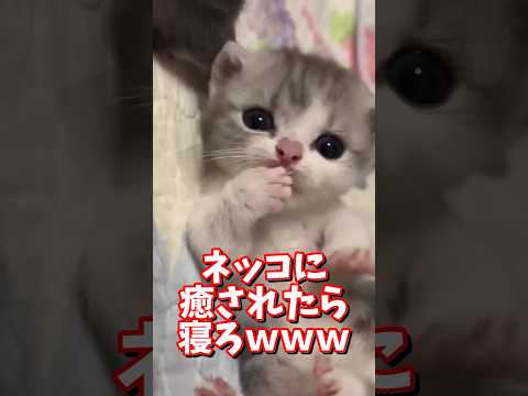 ネッコの動画で癒されたら寝ろｗｗｗ　2ch  動物  猫 癒やし ねこ動画