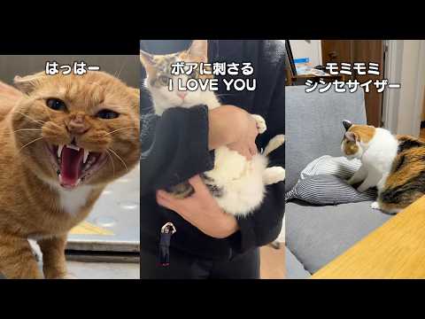 猫飼ってる人にしかワカラナイ１０連発