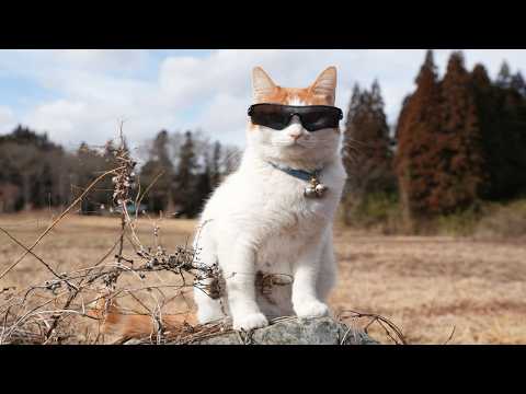 草原サングラスちろ　260426 サムネイル