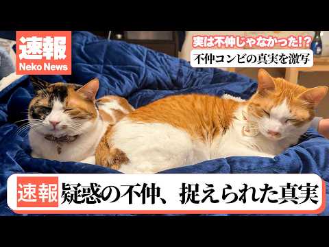 【速報】猫たちの不仲営業が嘘だった可能性が…。飼い主が寝ている間に信じられない光景が激写されました。 サムネイル