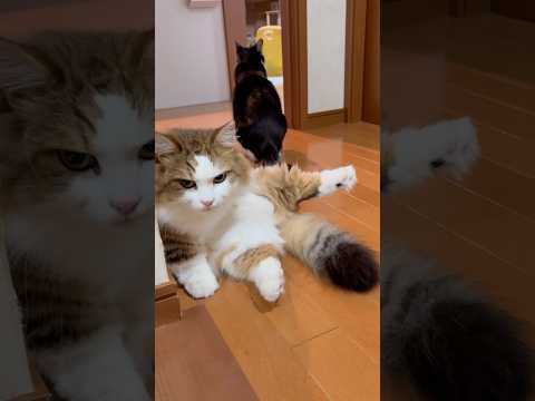 ウーン、通っていいよ