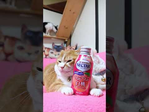 ネクターつぶつぶ白桃　260502　 cat のせ猫 cute　 ネクター ねこ 白桃　 猫　 茶白猫 猫のいる暮らし… サムネイル