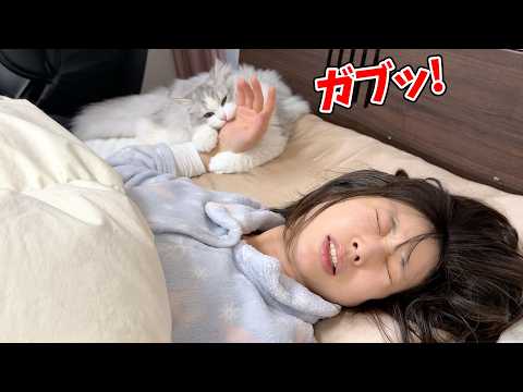 朝6時に噛み付いて飼い主を起こす子猫が怖すぎる… サムネイル