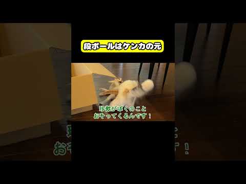 ダンボールはケンカの元…猫 おもしろ アテレコ ニャンチューバーつくし サムネイル