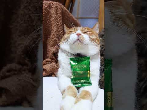 カントリーマアム（お濃い抹茶）　260608　 cat のせ猫 cute　 ねこ お濃い抹茶 cutecat　 ネコ… サムネイル
