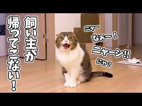 連日飼い主が朝帰りするので心配した猫が泣き止まなくなっちゃいました…汗 サムネイル