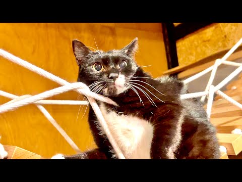 しばらく猫とお別れすることになりました サムネイル
