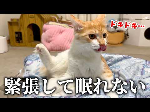 子猫たちが緊張と興奮で眠れなくなってしまいました。 サムネイル