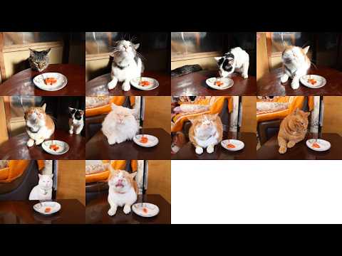 ちゃぶ台の上のサーモンお刺身　260217 サムネイル