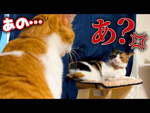 猫たちの不仲の原因はお互い様でした…。 サムネイル