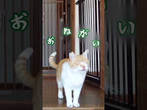 お願いがあります！元野良猫チャチャ 猫武将 ねこ cat 推し猫グランプリ サムネイル