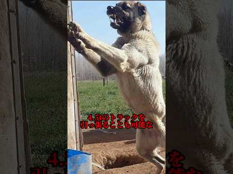 犬界最強と名高い古代犬種カンガールドッグの秘密 サムネイル