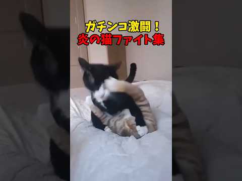燃えるぜ🔥猫ファイト👊