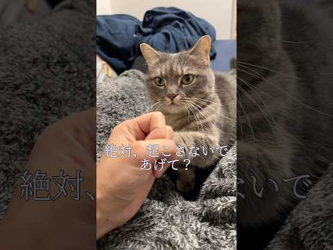ママのために猫と約束した結果…shorts 猫 猫好きさんと繋がりたい サムネイル