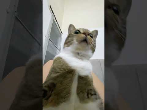 eh？ サムネイル