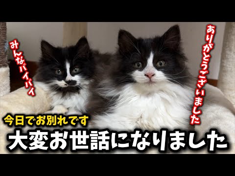 前代未聞の子猫の譲渡動画になってしまいました サムネイル