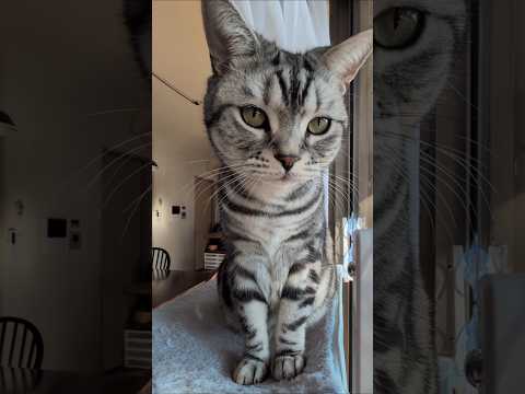 アメショーのラッテ アメショ アメリカンショートヘア 猫と暮らす家猫との暮らし猫 サムネイル