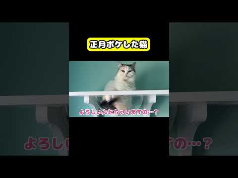 正月ボケした猫　猫 おもしろ アテレコ ニャンチューバーつくし サムネイル