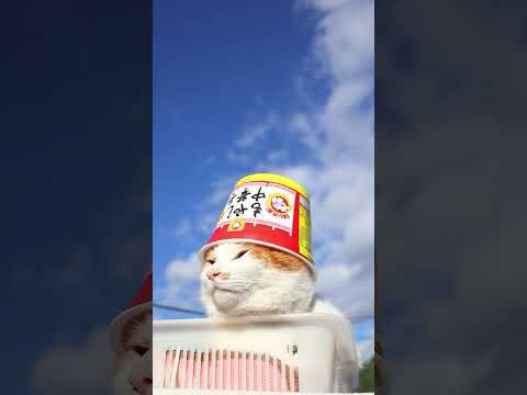 マルちゃん でかまる もやし中華そば　260121　のせ猫　 cat cute cutecat　 pets　 ネコ f… サムネイル