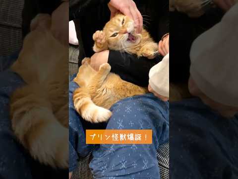 猫の爪切りしてたら怪獣が現れた！ サムネイル