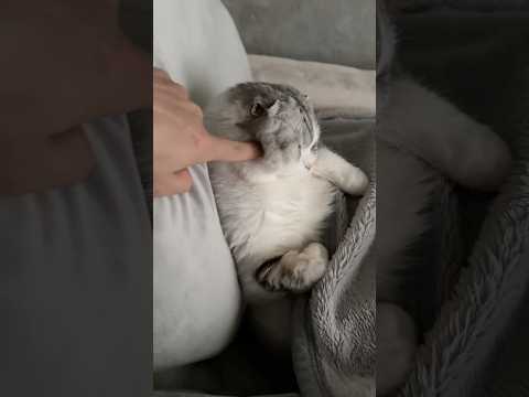 話題の最新！可愛い猫たちの日常を楽しもう サムネイル