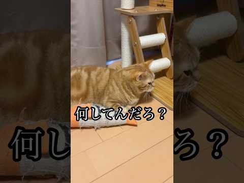 何してるんだろ？ ねこ 爪とぎ 蹴りぐるみ cat アメショ うめ れん サムネイル