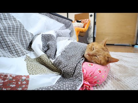 こたつで枕する麦茶　260212 サムネイル