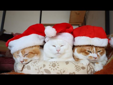 クリスマス　サンタ帽子　のせ猫　　Santa Claus hats　251224 サムネイル