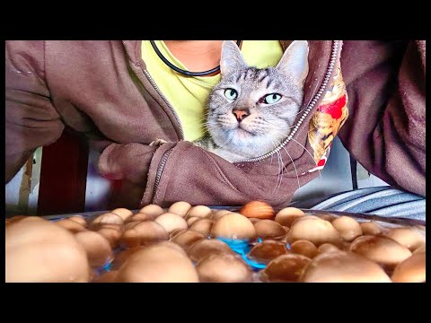【朝】起きたくない人へ（猫×水）Deep Relax ASMR｜Cat Purring & Wooden Balls サムネイル