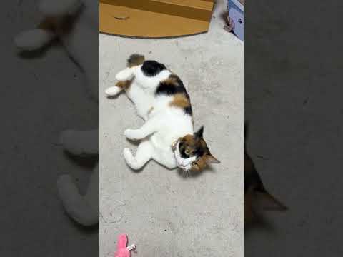 猫にだって見られたくない時はある。 サムネイル