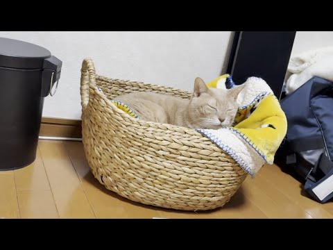 平穏に暮らしてるひのきの一日 サムネイル