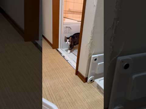 中で何やってんの？いつも？ サムネイル