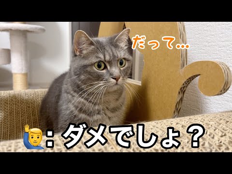喧嘩になってしまった猫たち、その理由が可愛すぎた