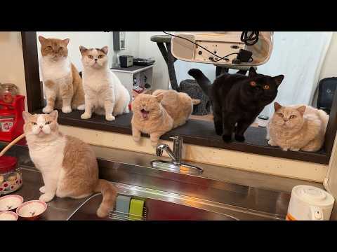 早くご飯を出せと猫たちに詰められる母 サムネイル