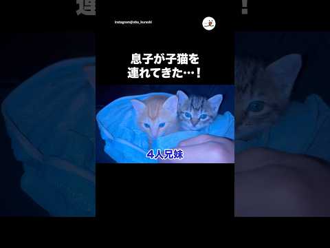 【猫好き一家】息子が子猫を連れてきて…｜PECO サムネイル