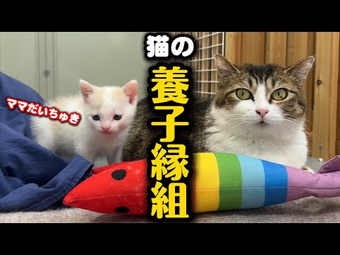 血の繋がらない親子猫…それでもママが大好き サムネイル