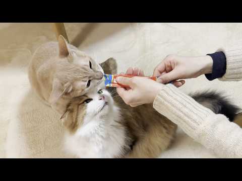 犬猿の仲でもモグモグ言いながらちゅーるを食べる猫 サムネイル