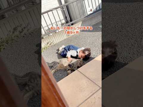 猫さんを寝かしつける1歳9ヶ月｜PECO サムネイル